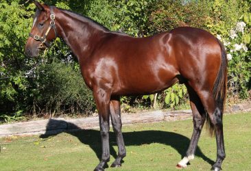El Roca - De Russian Queen colt