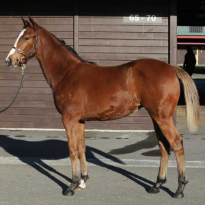 Pear Tree Farm - Excelebration Filly