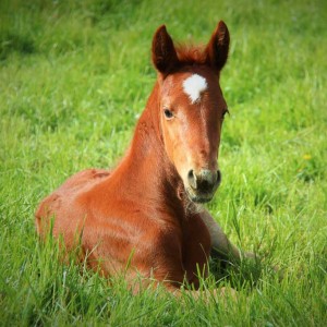 Pear Tree Farm - Proisir-Joan's Girl Filly