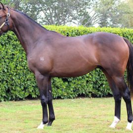 Roc de Cambes - Identity colt