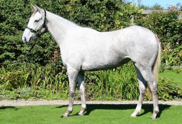 Zed - Lavander-Pink filly
