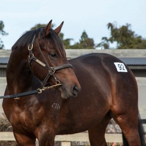 2012 South Island Sale results