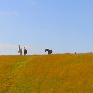 Making hay while the sun shines