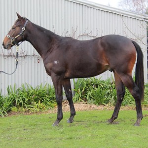 The final August South Island Sale